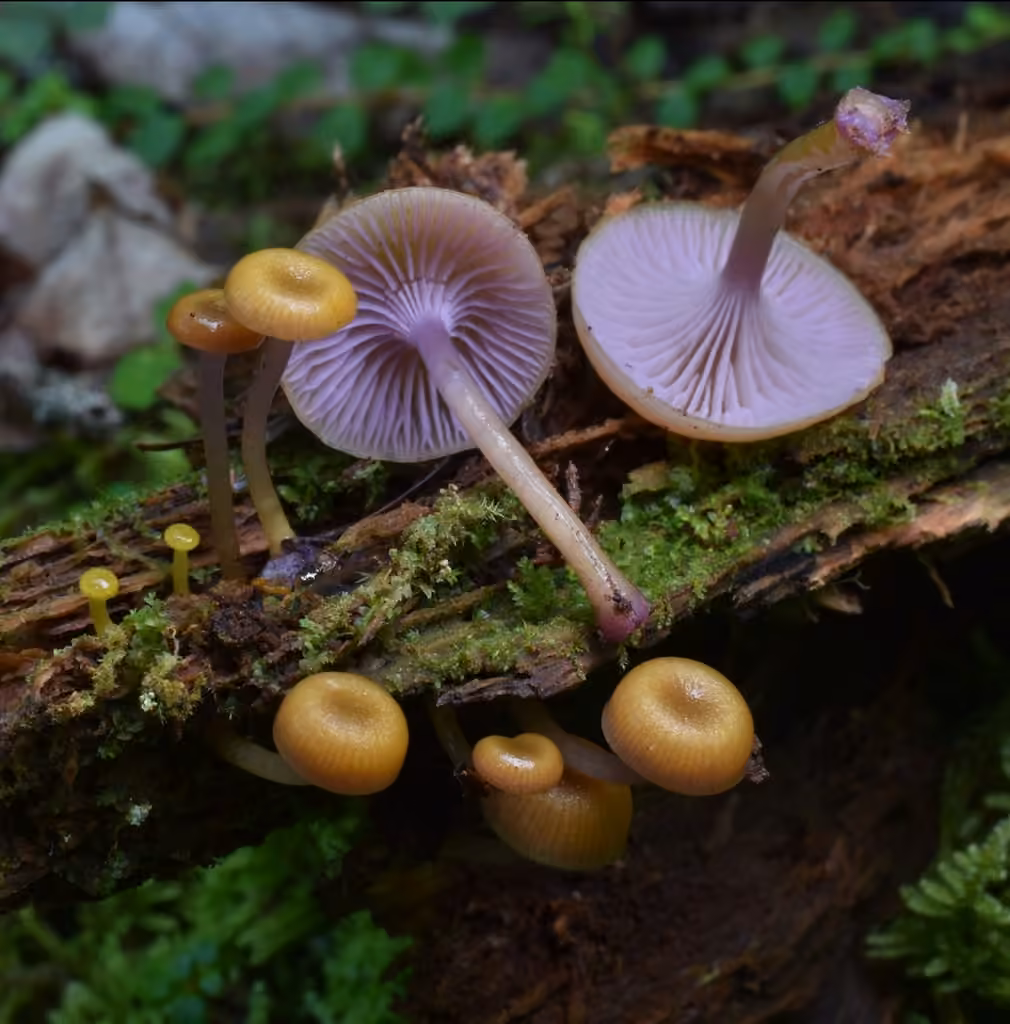 Chromosera lilacifolia, photo 1 sur 5