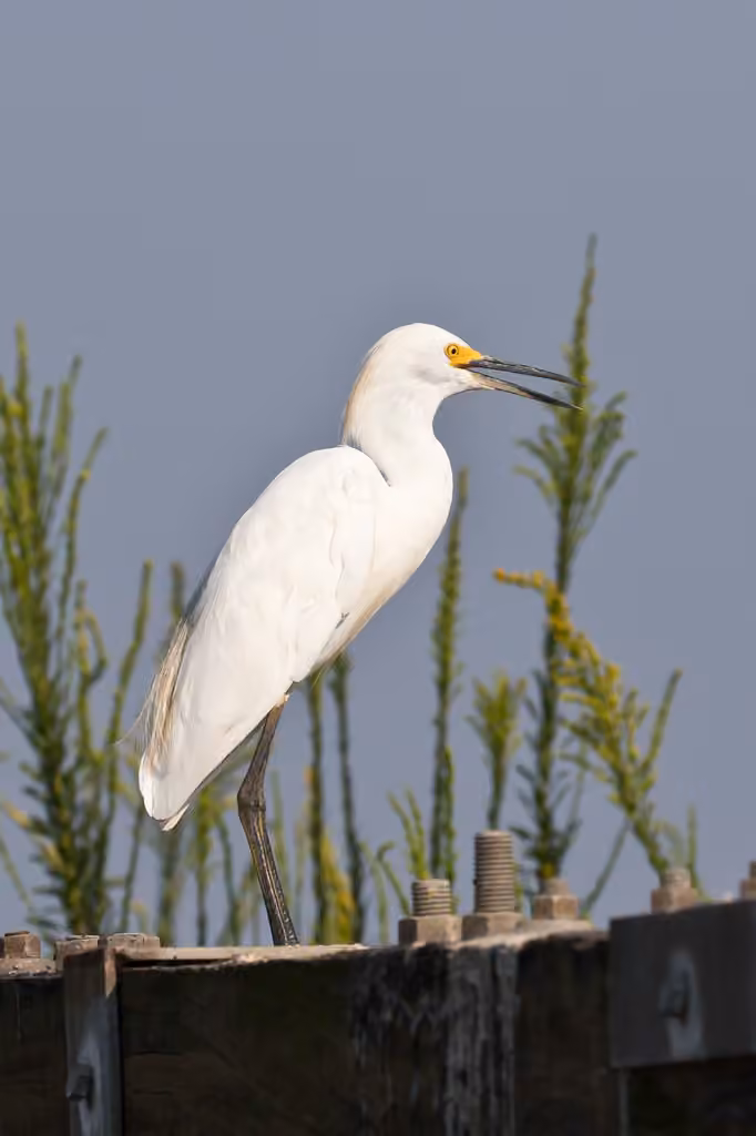 Aigrette neigeuse, Adulte