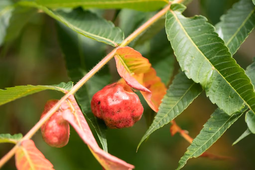 Sumac Gall Aphid