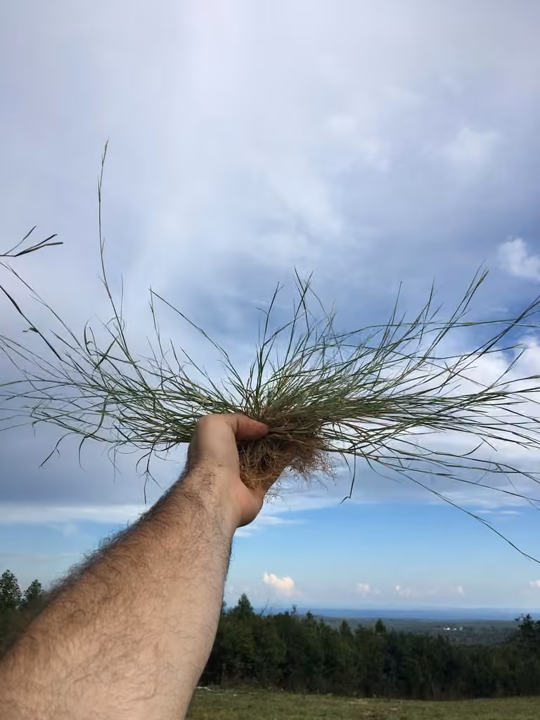 Poverty dropseed, In fruit