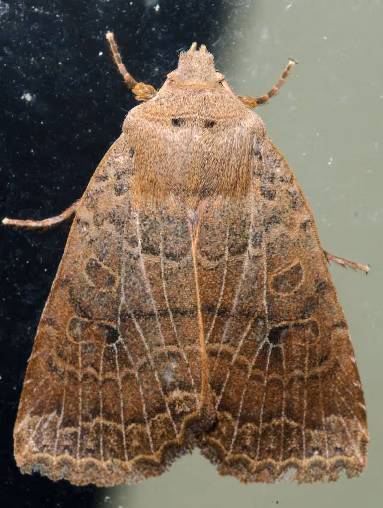 Variable Sallow, photo 3 sur 5