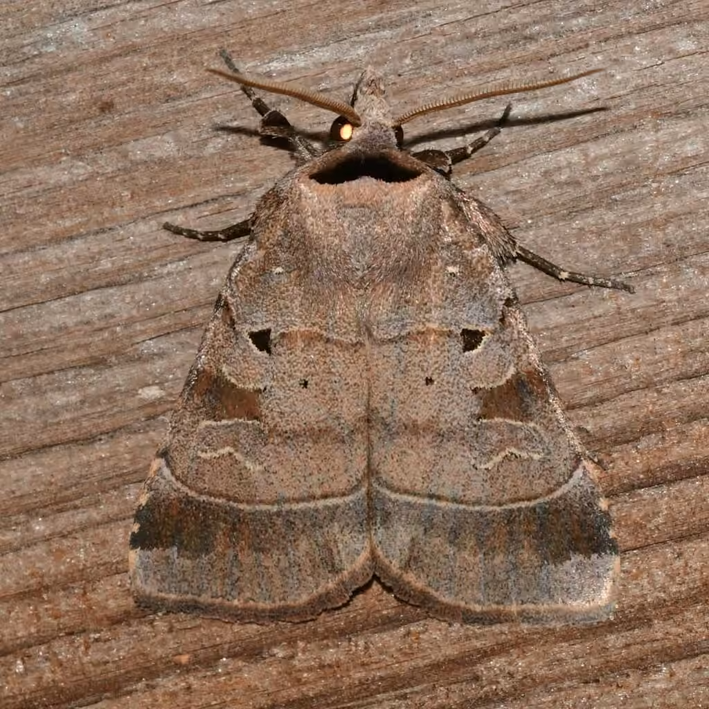 Pale-banded Dart, photo 3 sur 5