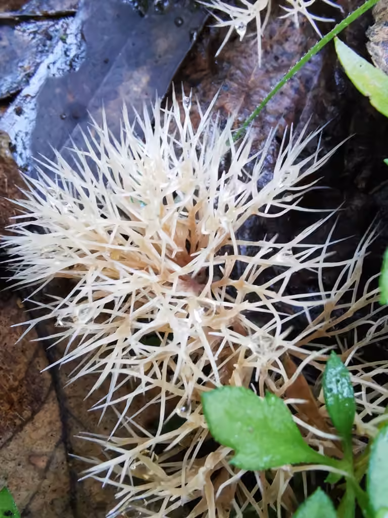 Angel Hair Coral, photo 2 sur 5