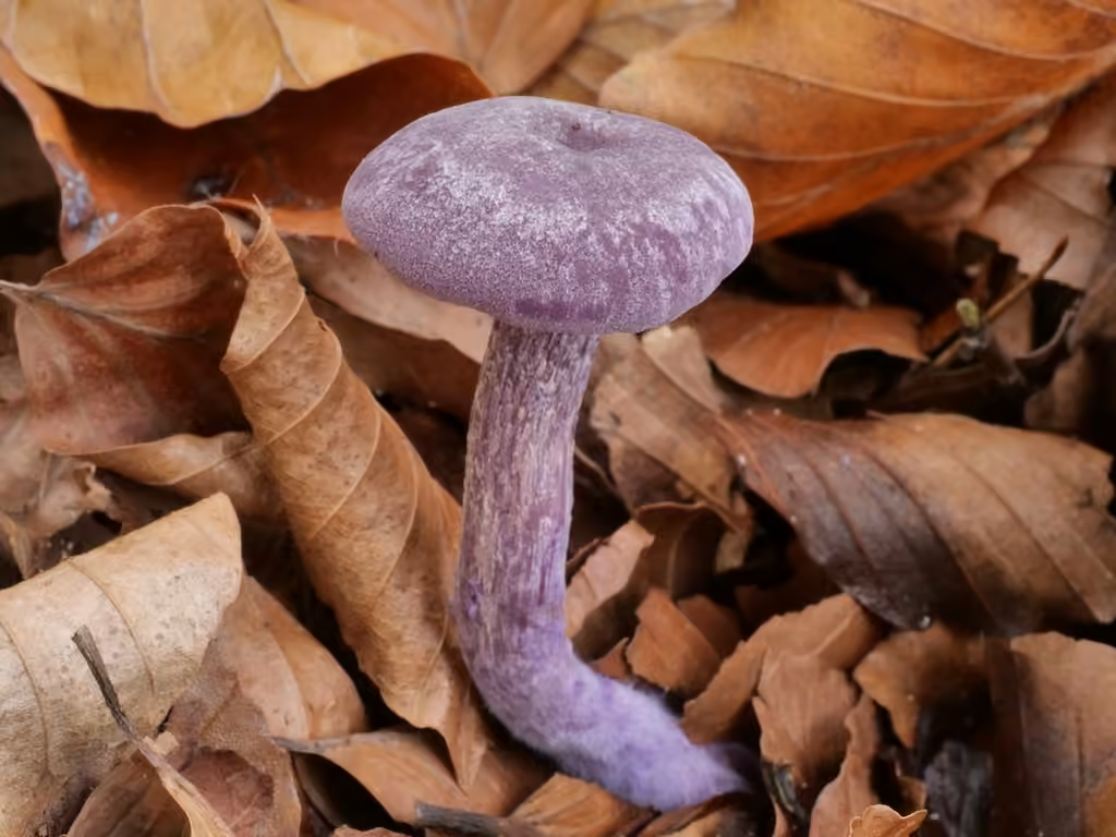 Laccaire améthyste, photo 3 sur 5