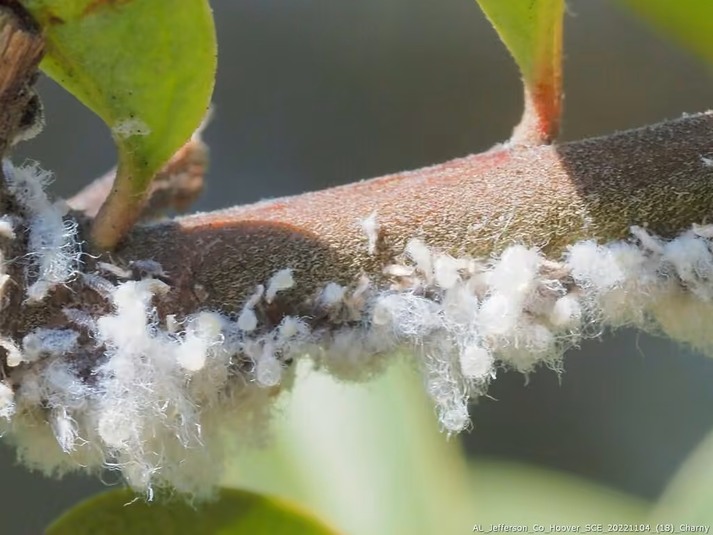 Woolly Apple Aphid, photo 1 of 5