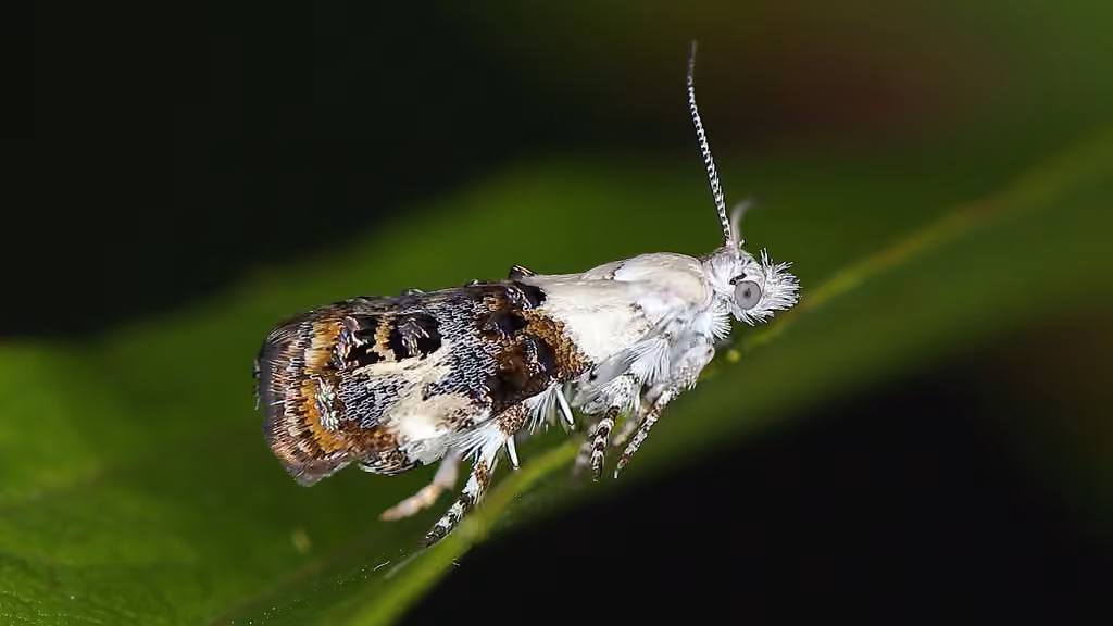 Neocaloreas leucobasis