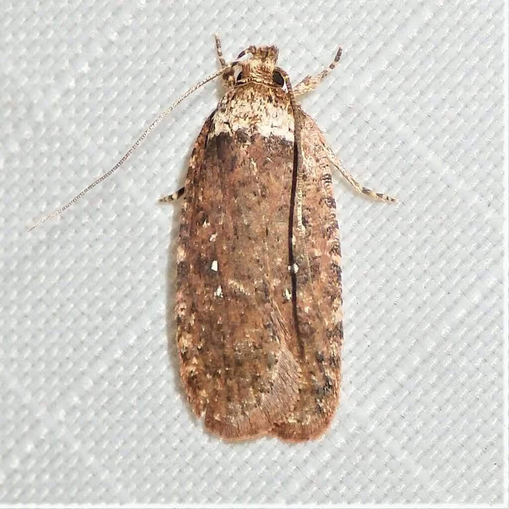 Clemens' Agonopterix, Adulte