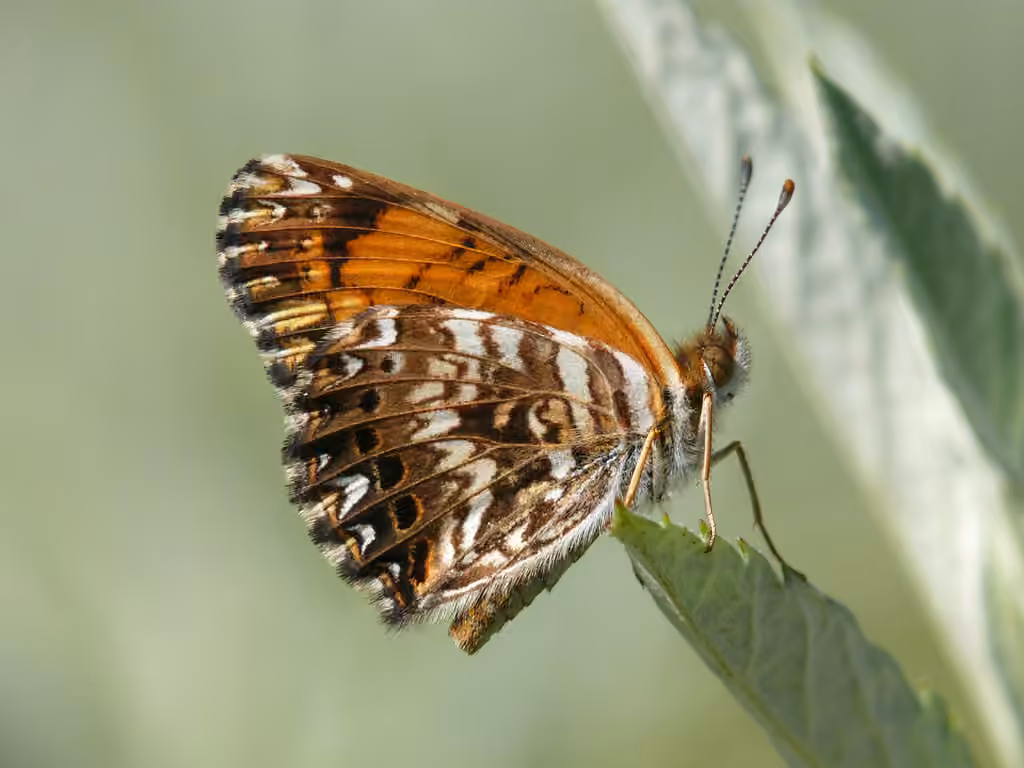 Gorgone Checkerspot, photo 2 of 5