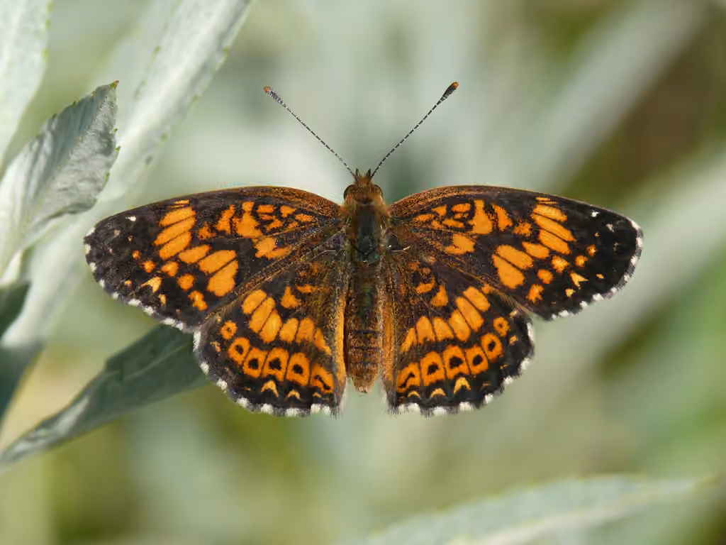 Gorgone Checkerspot, photo 1 of 5