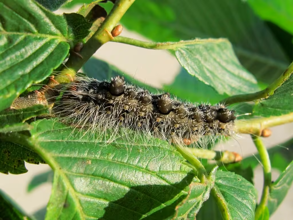 Ochre Dagger, Chenille