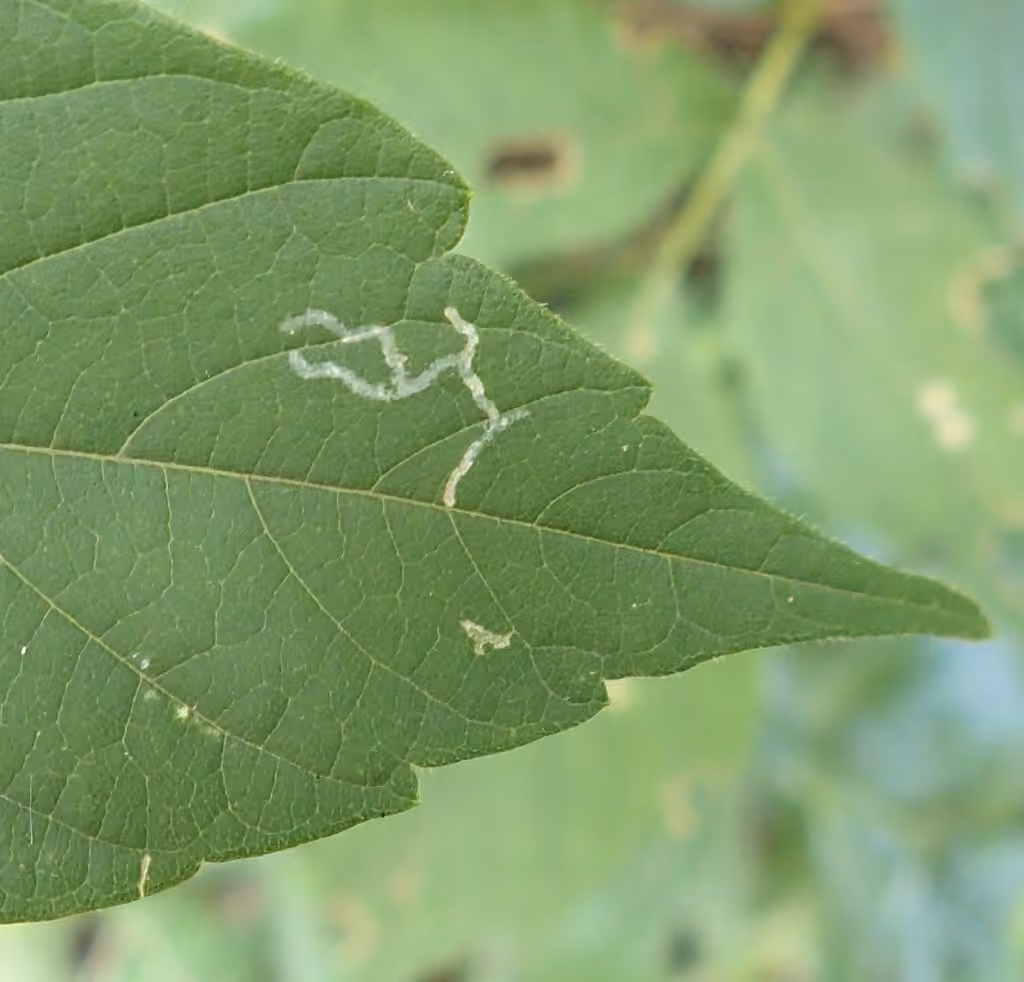 Boxelder Leafroller Moth, Leaf mine