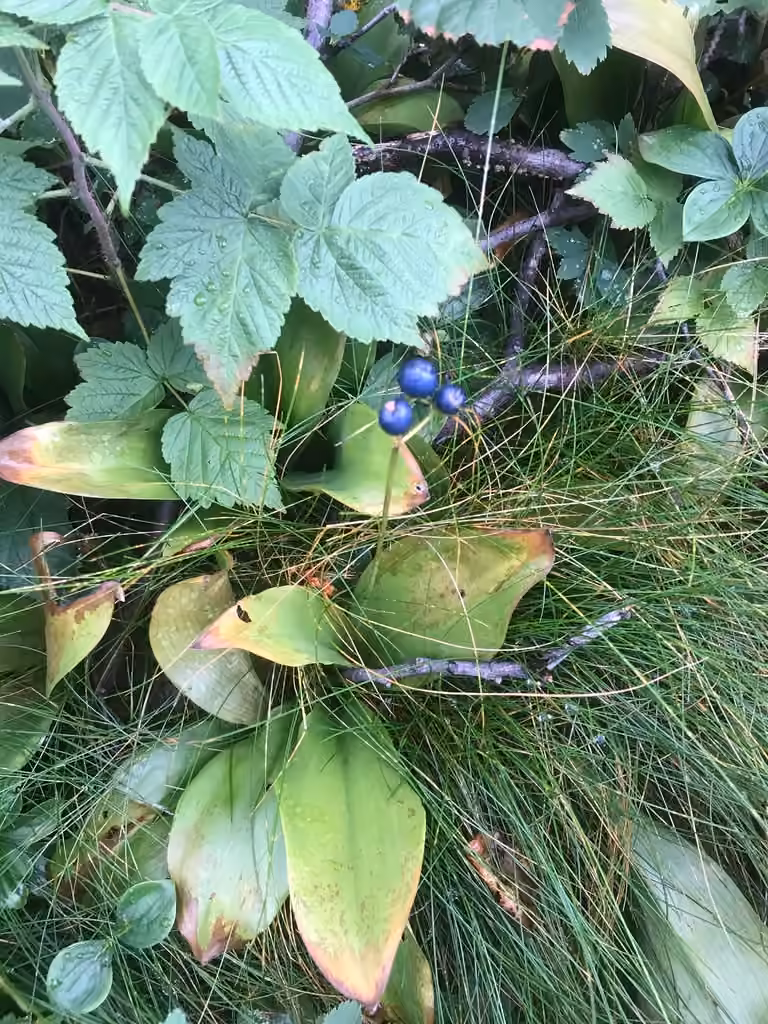 Clintonie boréale, En fruits
