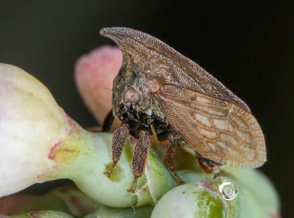 Wide-footed Treehopper, photo 2 of 5