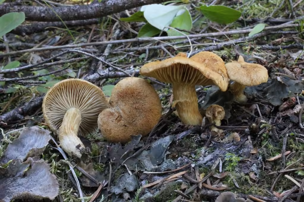Inocybe doux amer, photo 2 sur 5