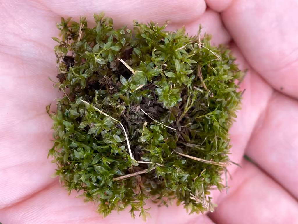 Hyophila Moss, photo 2 of 5