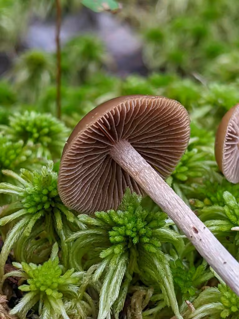 Psilocybe des tourbières