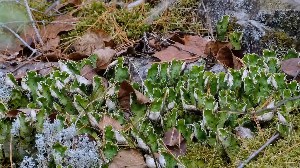 Peltigère aphteuse, photo 2 sur 5