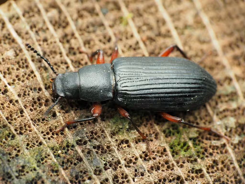 Decaying Darkling Beetle, photo 1 of 5