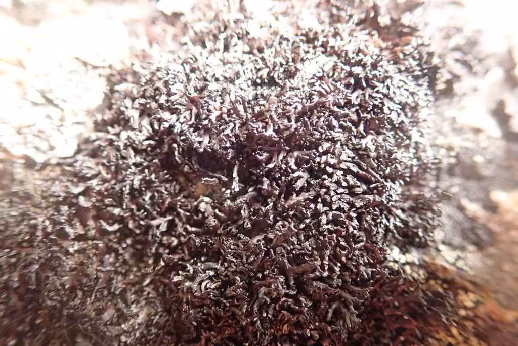 Bootstrap lichen, photo 2 of 5