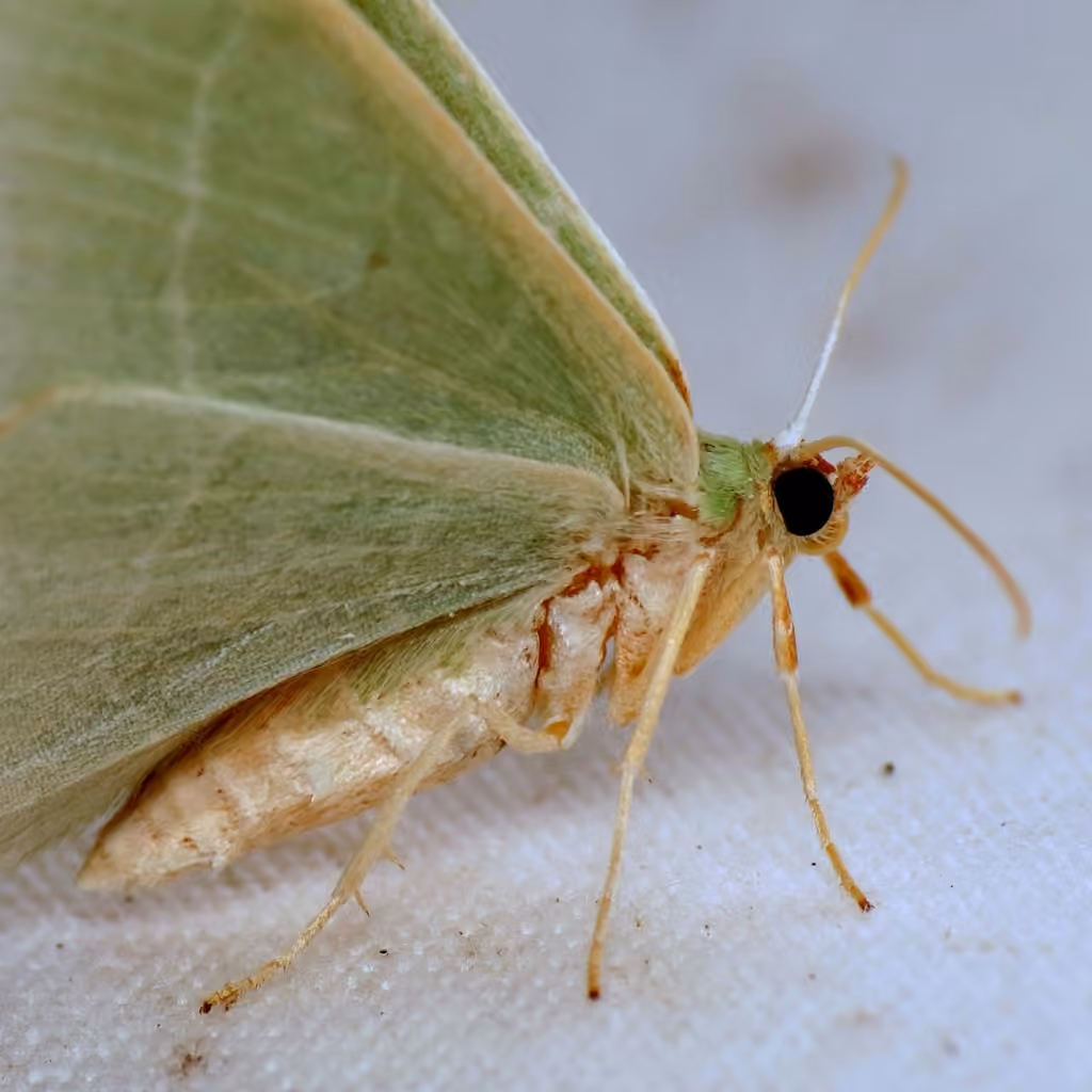 Red-fringed Emerald, photo 3 of 5