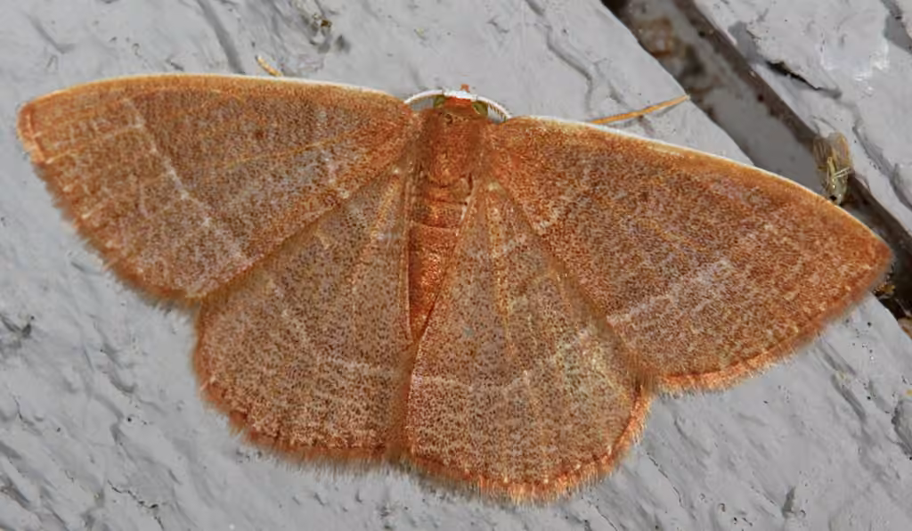 Red-fringed Emerald, photo 2 of 5
