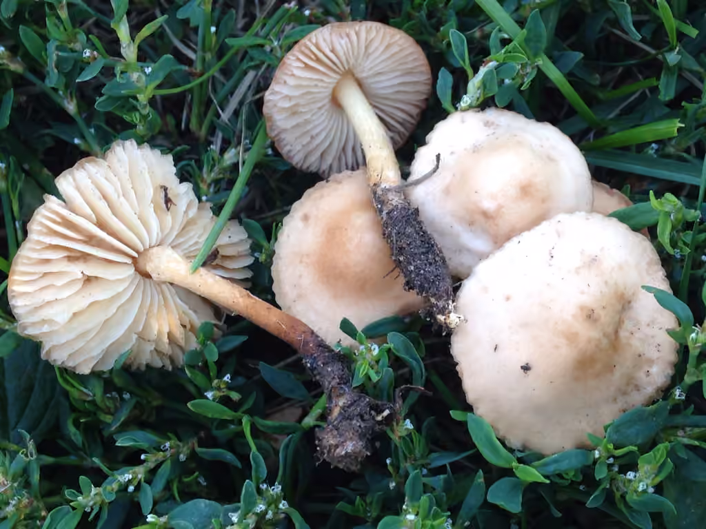 Fairy Ring Champignon, photo 3 of 5
