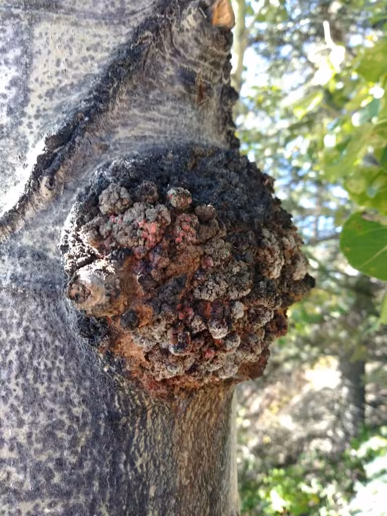 Corky bark disease, photo 3 sur 5