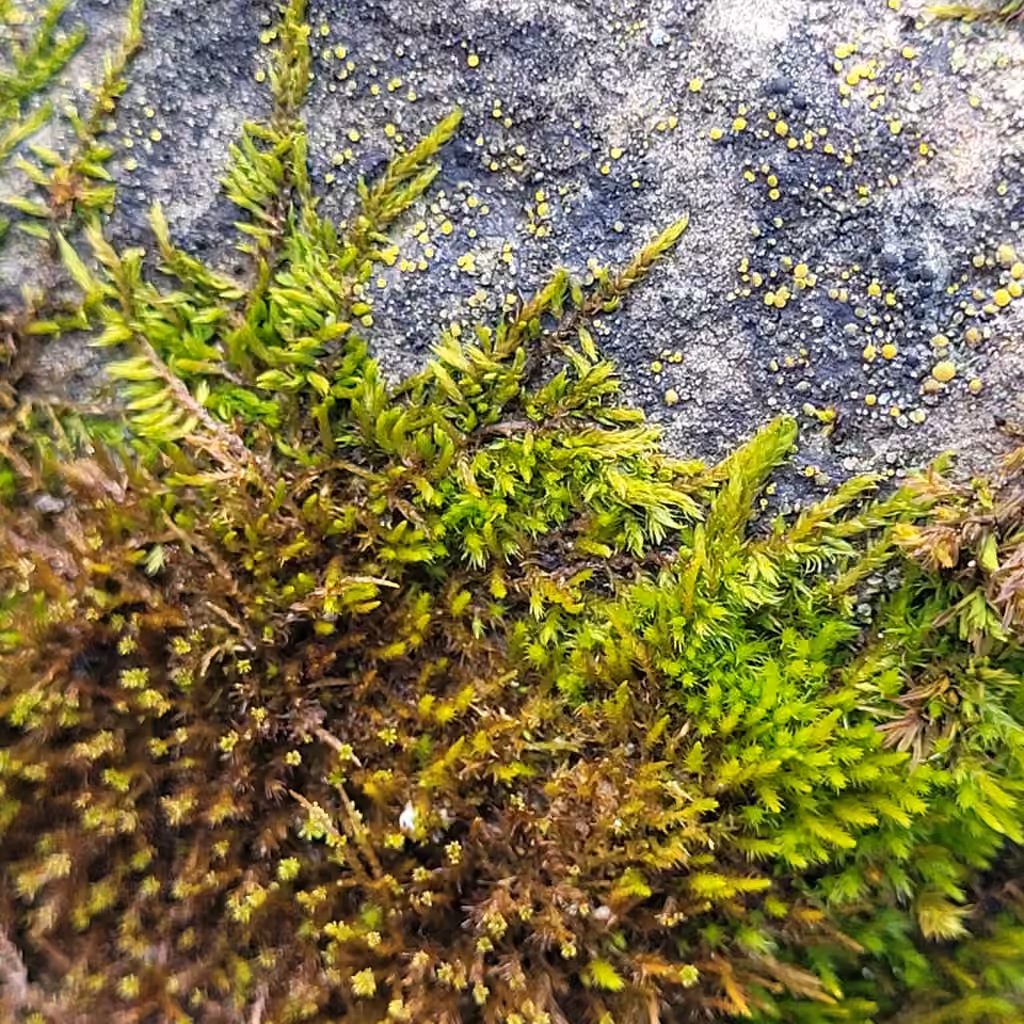 Leskée prolifère, photo 3 sur 5