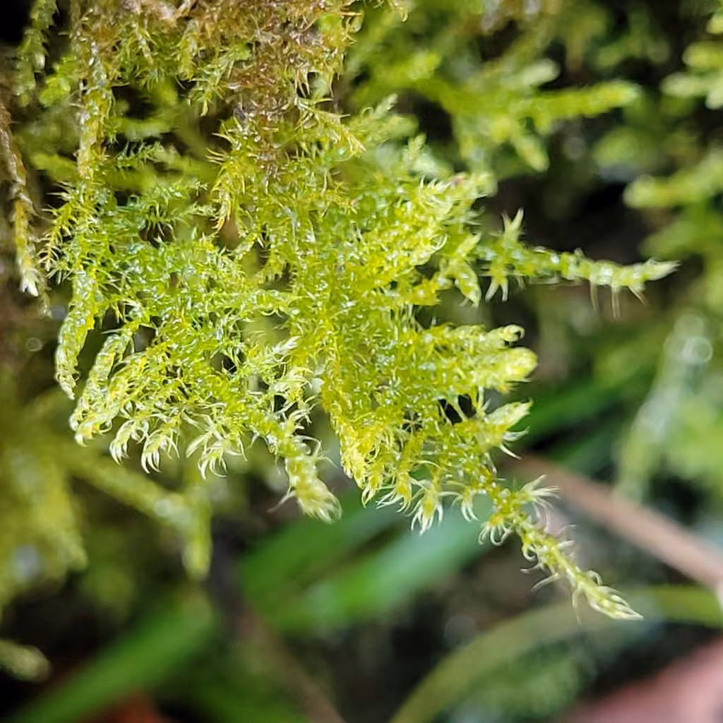 Fern-leaved Hook-moss, photo 2 of 5