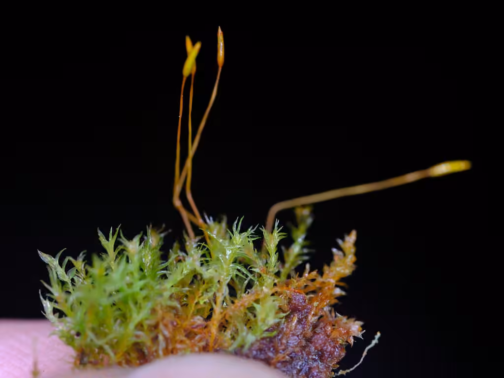 Bent-kneed Four-tooth Moss, photo 3 of 5