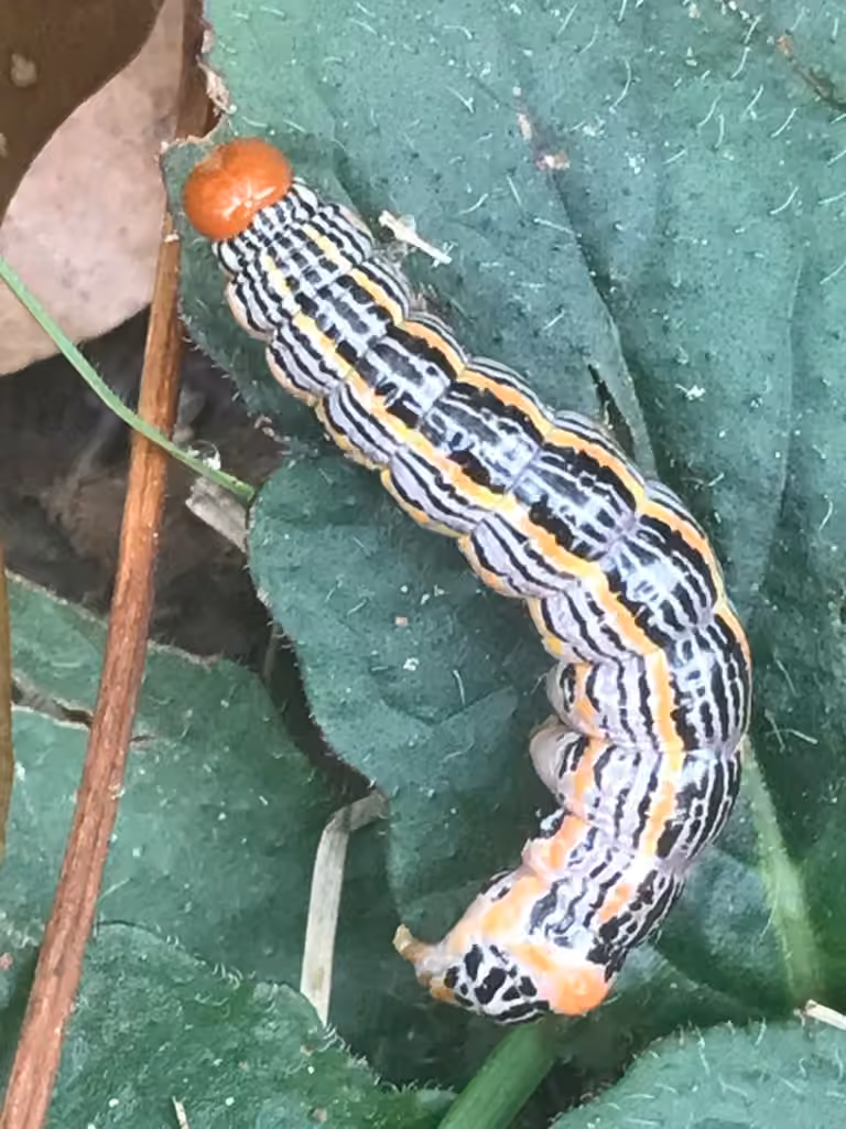Chenille à bosse orangée du chêne, Chenille