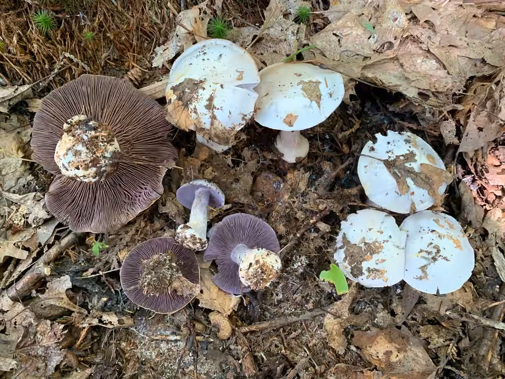 Cortinarius obliquus, photo 3 of 5