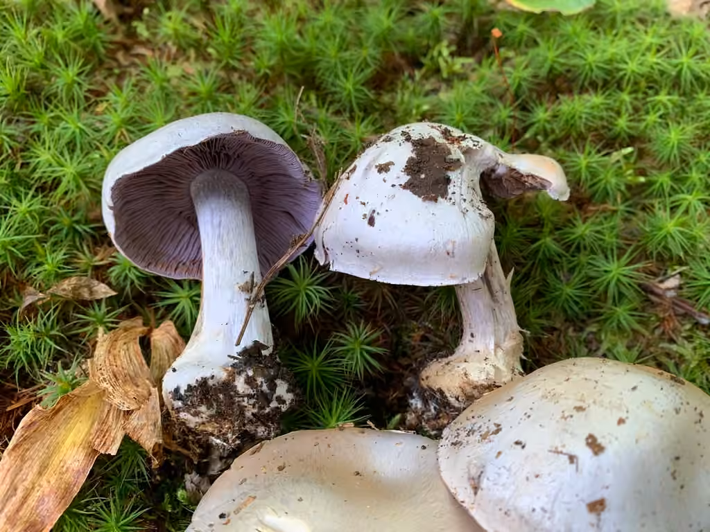 Cortinarius obliquus, photo 2 of 5