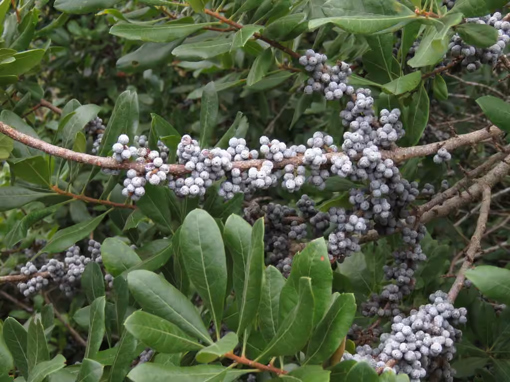 Northern bayberry, In fruit