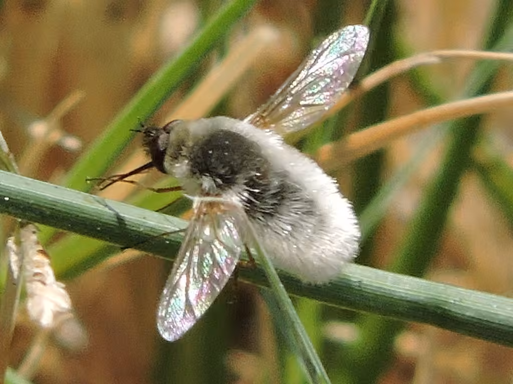 Bombyle scintillant, photo 1 sur 5