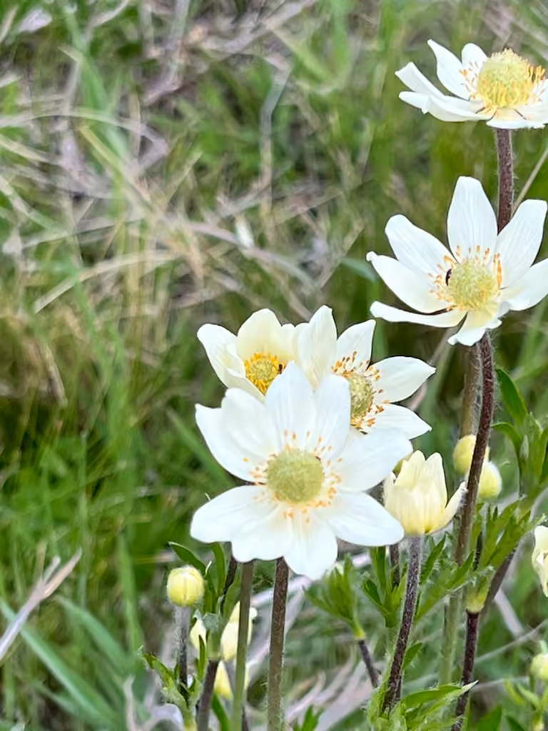 Anémone multifide, En fleurs