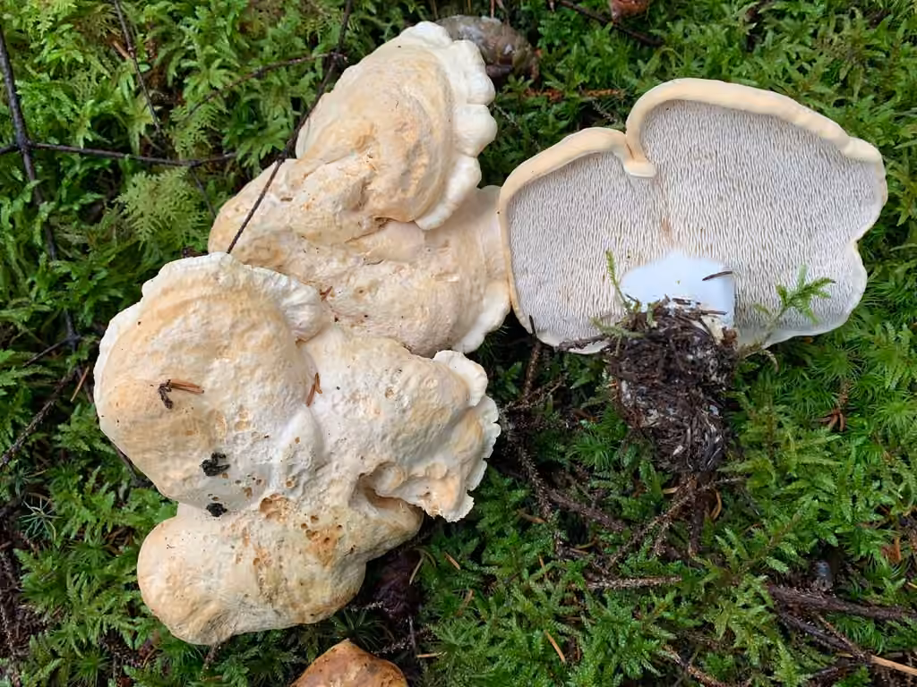 Hydnum washingtonianum, photo 1 of 5