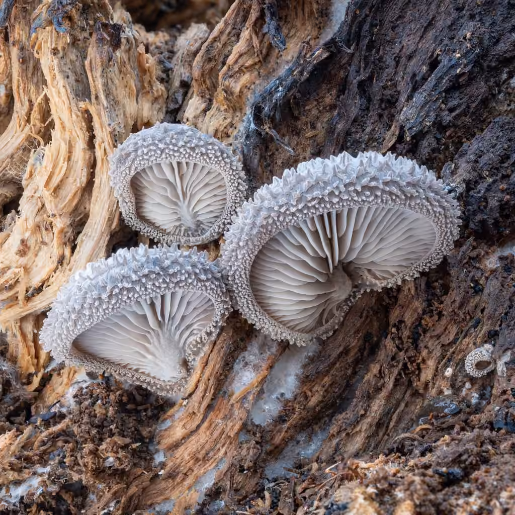Pleurote laineuse, photo 1 sur 5