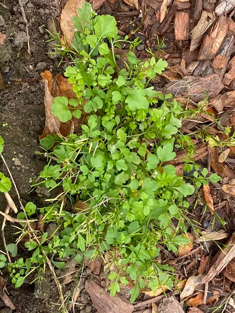 Asian wavy bittercress, In flower