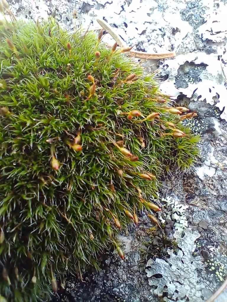 North Grimmia, photo 2 of 5