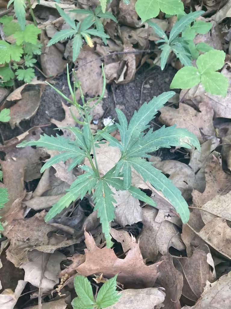 Cut-leaf toothcup, In fruit
