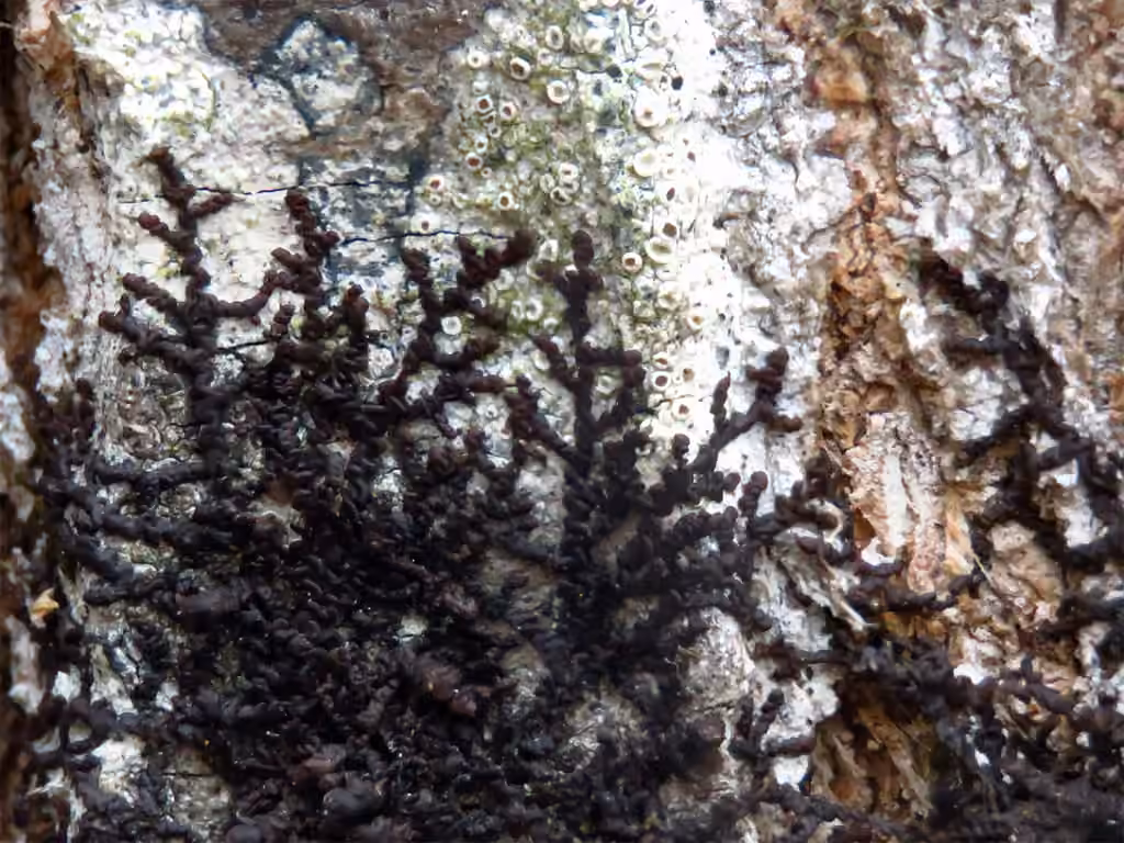 Frullanie papilleuse