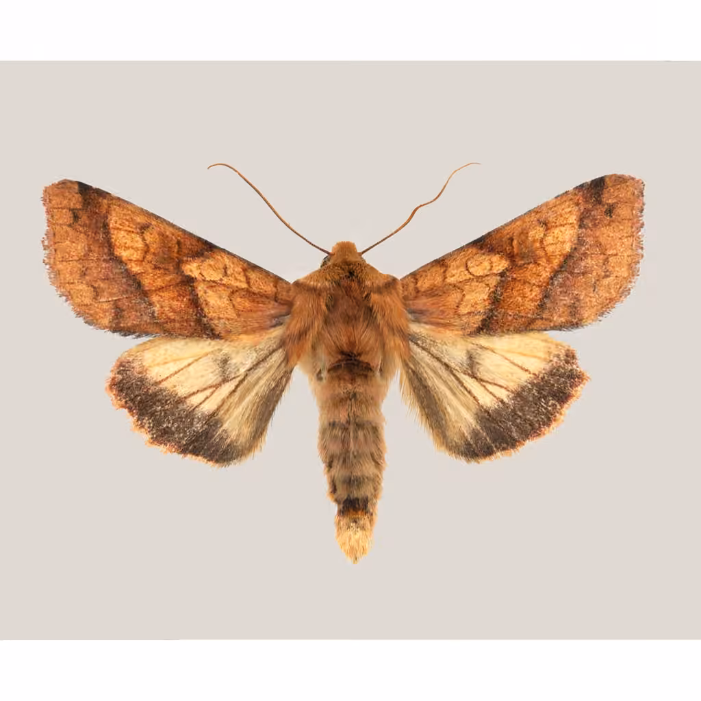 Purple-lined Sallow, Adult