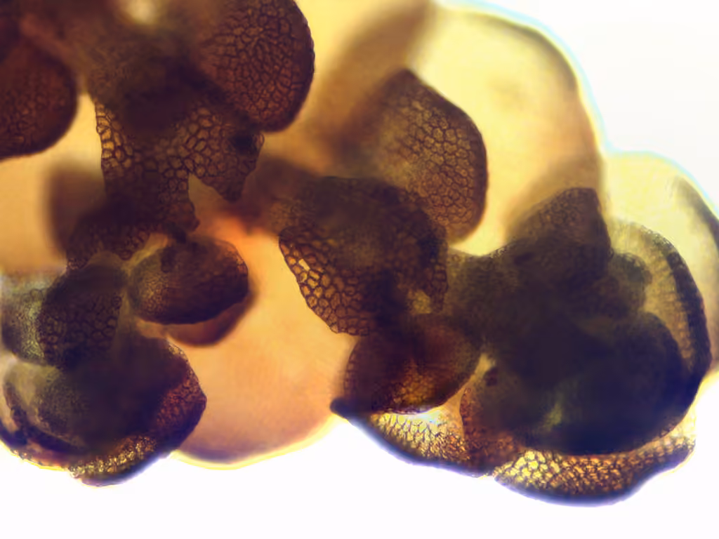 Britton's Scalewort, photo 3 of 5