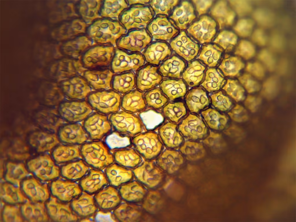 Britton's Scalewort, photo 2 of 5