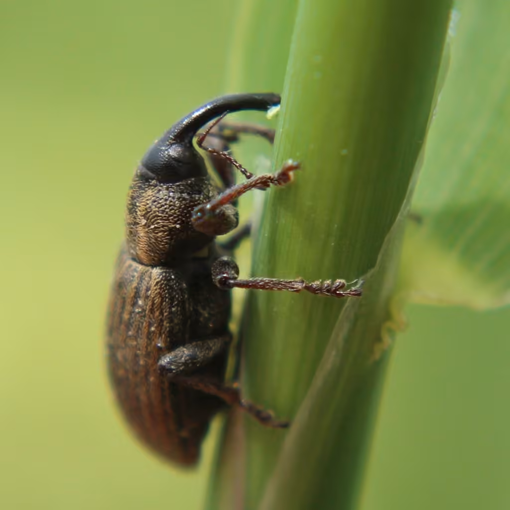 Brachycère bimaculé, photo 2 sur 5