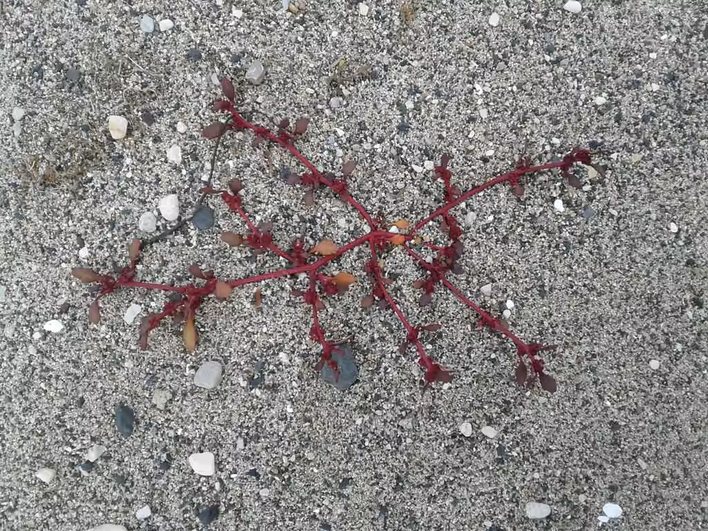 Saline goosefoot