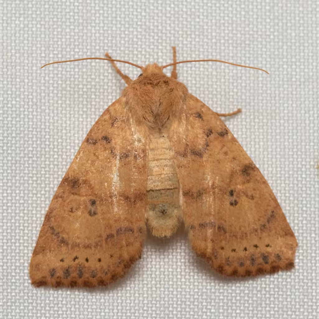 Dotted Sallow, Adulte