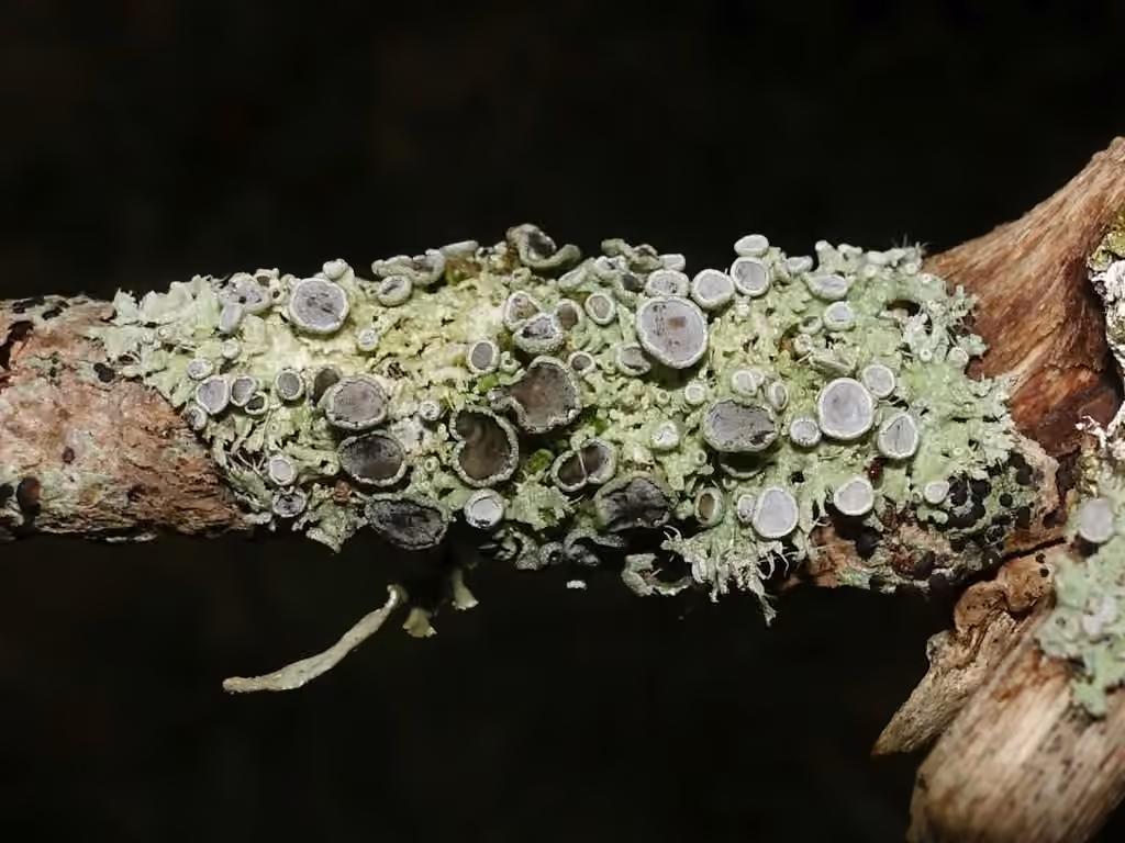 Physcie mince, photo 3 sur 4