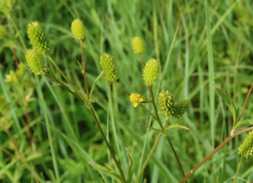 Pennsylvania buttercup, In flower